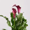 Калла 3012 микс